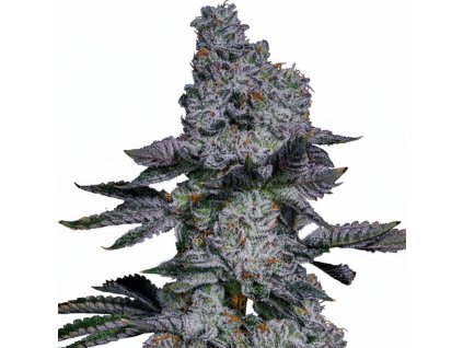 Pineapple Runtz Auto