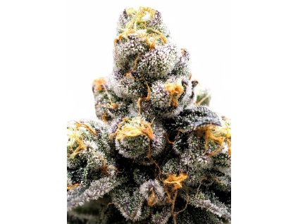 Anesia Scout Cookies
