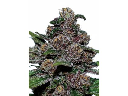 Blackberry Moonrocks Auto