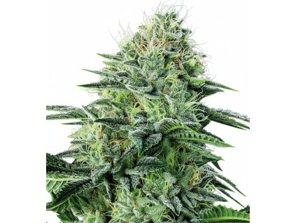 Auto Strawberry Banana