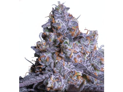 Frozen Black Cherry Auto