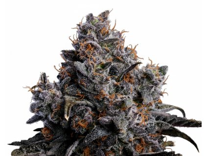 Grape Pop Rocks Auto