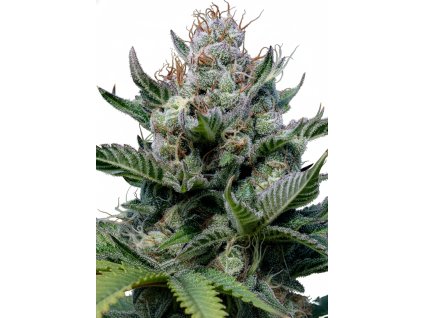 Green Apple Juice Auto