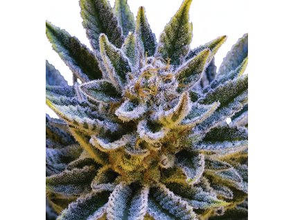 Pineapple Runtz Auto