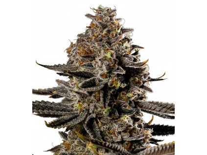 Smashberry Fumez Auto