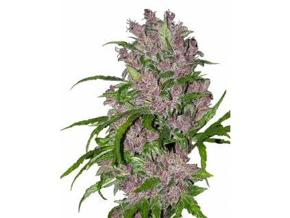 Purple Bud Automatic