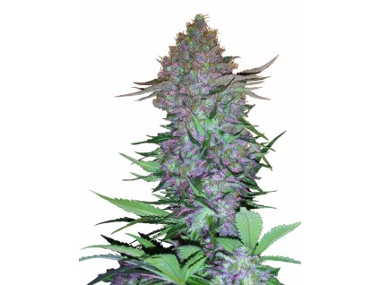 Purple Skunk Automatic