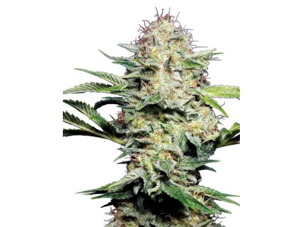 Sensi Skunk Automatic