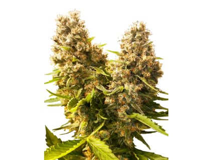 Banana Kush Cake Automatic