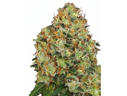 Sweet Tangerine Tango Automatic