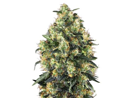 Super Skunk Automatic