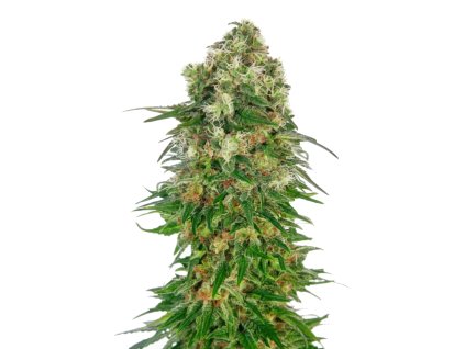 Shiva Skunk Automatic