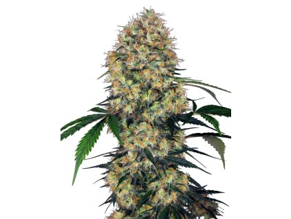 Sensi Amnesia XXL Automatic