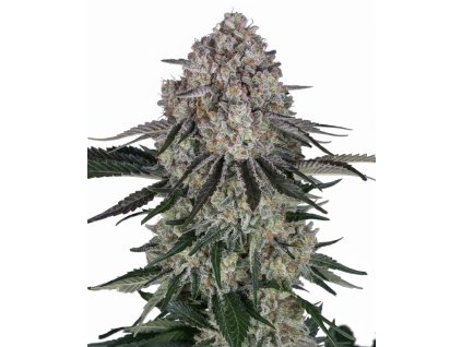 Sour Diesel Auto