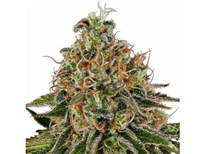 Tangerine Dream Auto