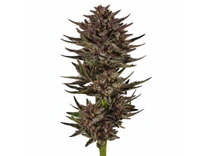 Frosted Zinn x Cookie Dog