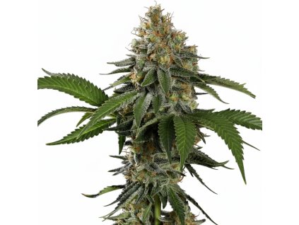 Tropicana Cookies Punch