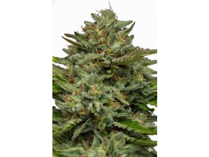 Emerald Fire OG Autoflower