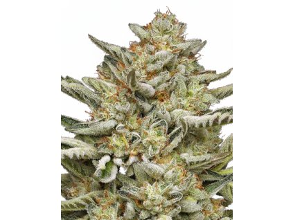 OG Triploid Autoflower