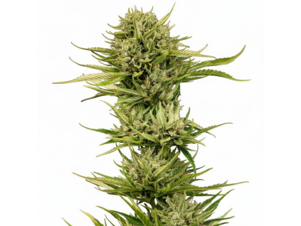 Blueberry Pie F1 Fast