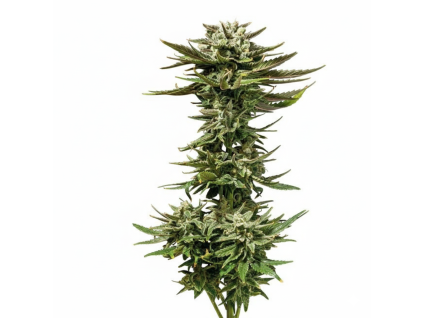 C99 x Blueberry Fast