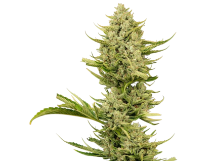 Tangerine Snow F1 Fast