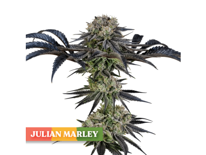 julian marley special