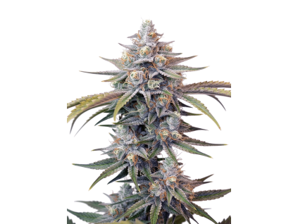 Cream Mandarine (1)