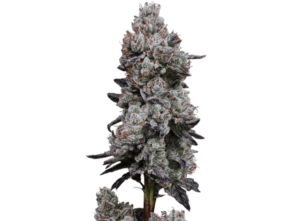 lemon cherry gelato (1)