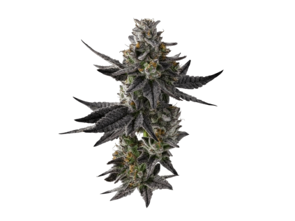White Truffle Auto (1)
