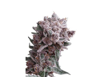 Tangie Smasher Auto