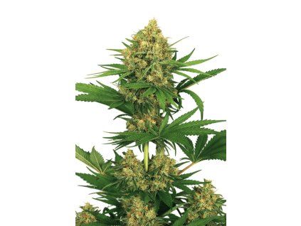 Tangerine Kush
