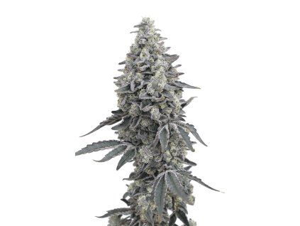 Georgia Cream Auto