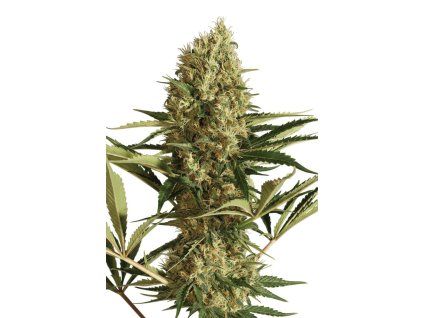 Strawberry Cube auto