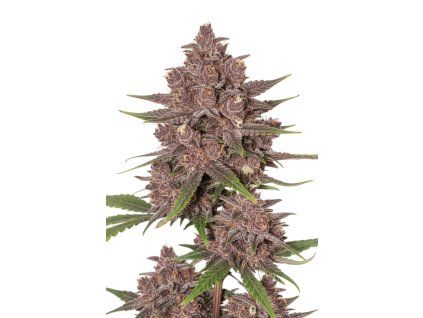 Black Haze Auto