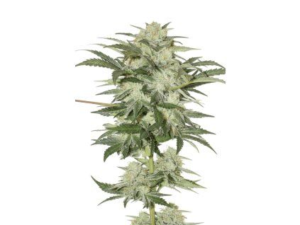 Monster Mash Auto