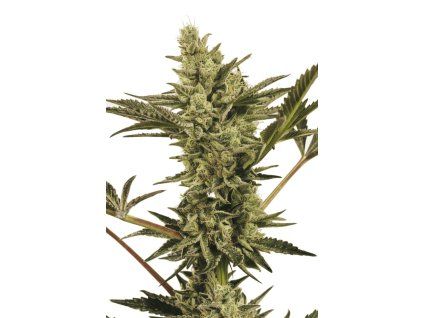 Banana Mash Auto
