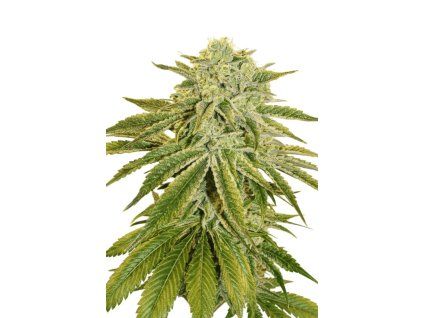 White Banana Auto