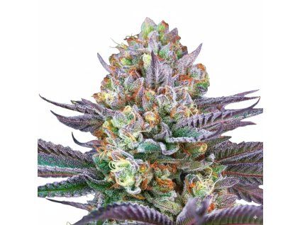Tropic'ozz - Perfect Tree 6 pcs  Tropicana Cherry x Peach Ozz