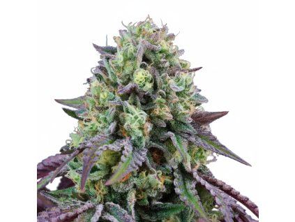 Rainbow Triangle - Perfect Tree 6 pcs  Perfect Triangle x Peach Ozz