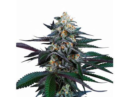 Spritz - Perfect Tree 6 pcs  Mimosa x Jet A