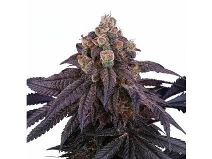 Red Red Wine - Perfect Tree 6 pcs  Rosay x Jet A
