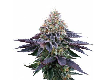 Coco Fresh - Perfect Tree 6 pcs  Runtz x Coco Milk