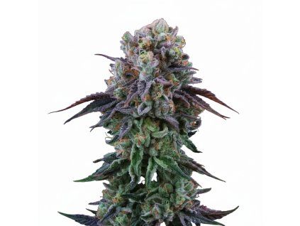 Coconut Cream - Perfect Tree 6 pcs  LA Kush Cake x Coco Milk