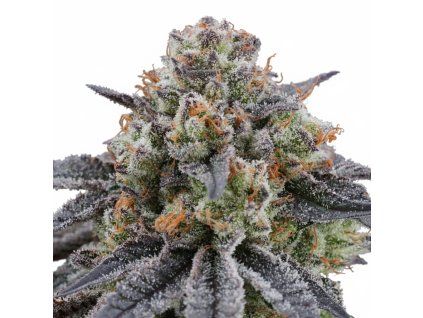 Artic Cherries - Perfect Tree 6 pcs  Zkittlez Cake x Divorce Cake x Cherrytini