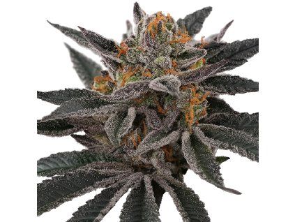 Cherry Crisp - Perfect Tree 6 pcs  LA Kush Cake x Cherrytini