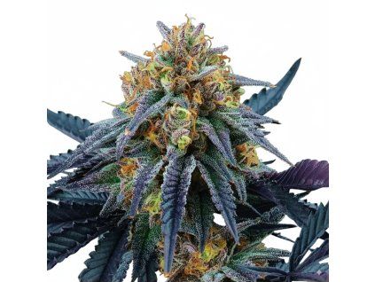 Peach Sherbet OG - Perfect Tree 6 seeds  Falcon 9 x Peach Ozz