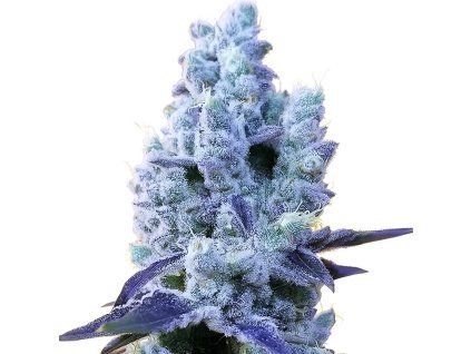 Mandarin Cookies V2 - Ethos 5 pcs  Ethos Cookies #12 x Mandarin Sunset R1