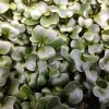 36410 1 cerna toskanska kapusta na microgreens 50 g