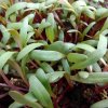 37217 repa ruzova na microgreens 50 g